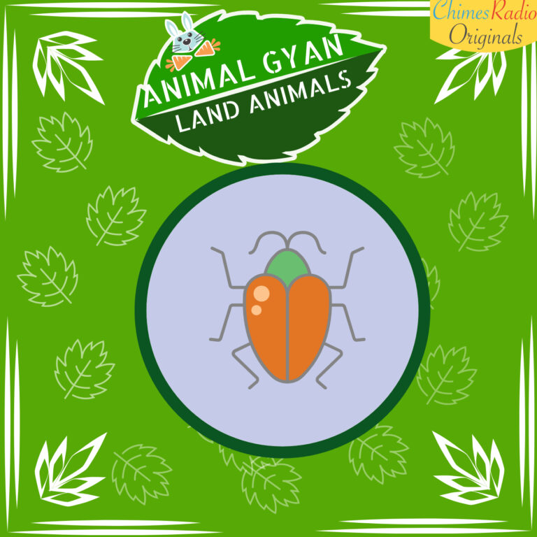 Cockroaches, Animal Encyclopedia For Kids, Land Animals