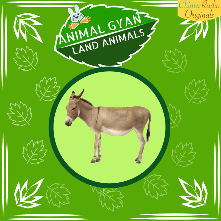 Donkey, Animal Encyclopedia For Kids, Land Animals