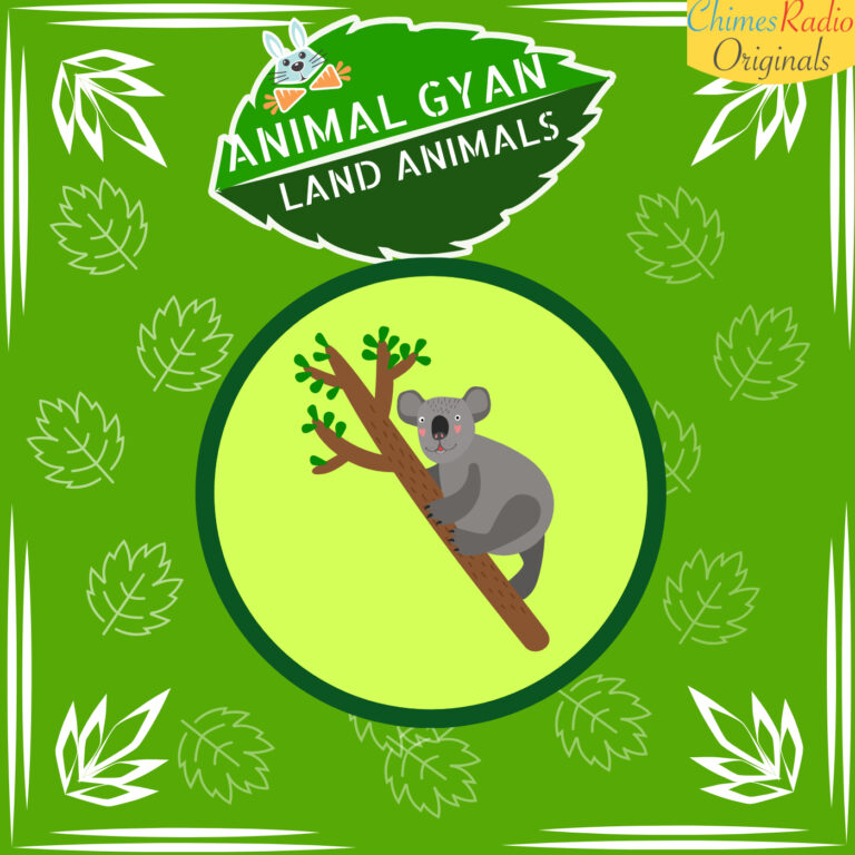 Koala, Animal Encyclopedia For Kids, Land Animals