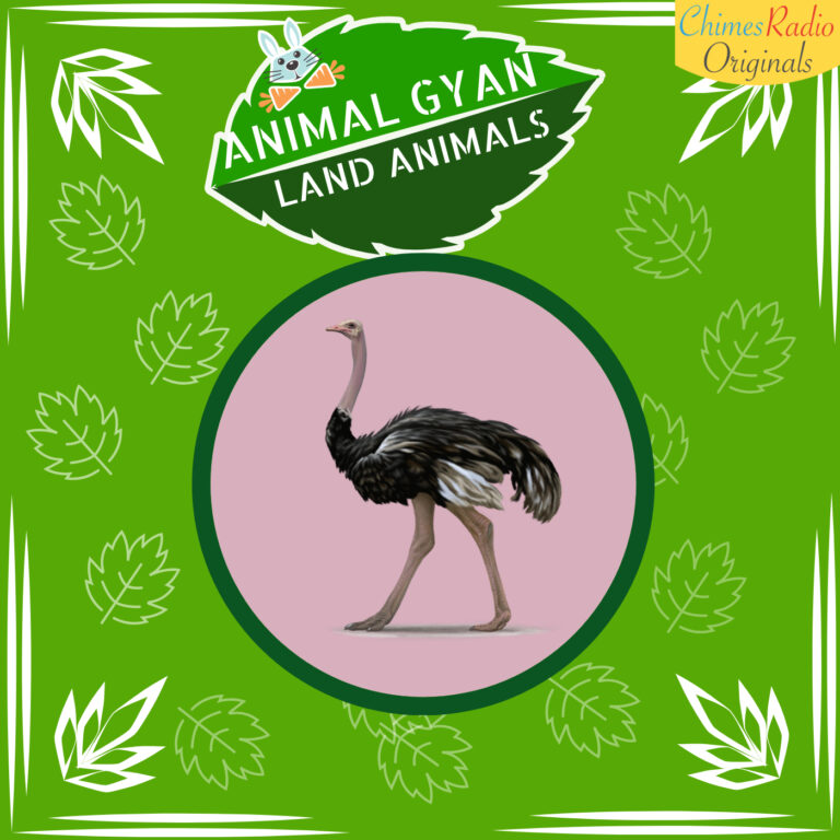 Ostrich, Animal Encyclopedia For Kids, Land Animals