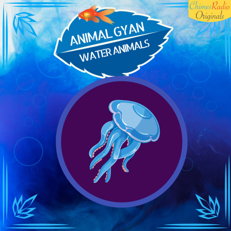 Jellyfish